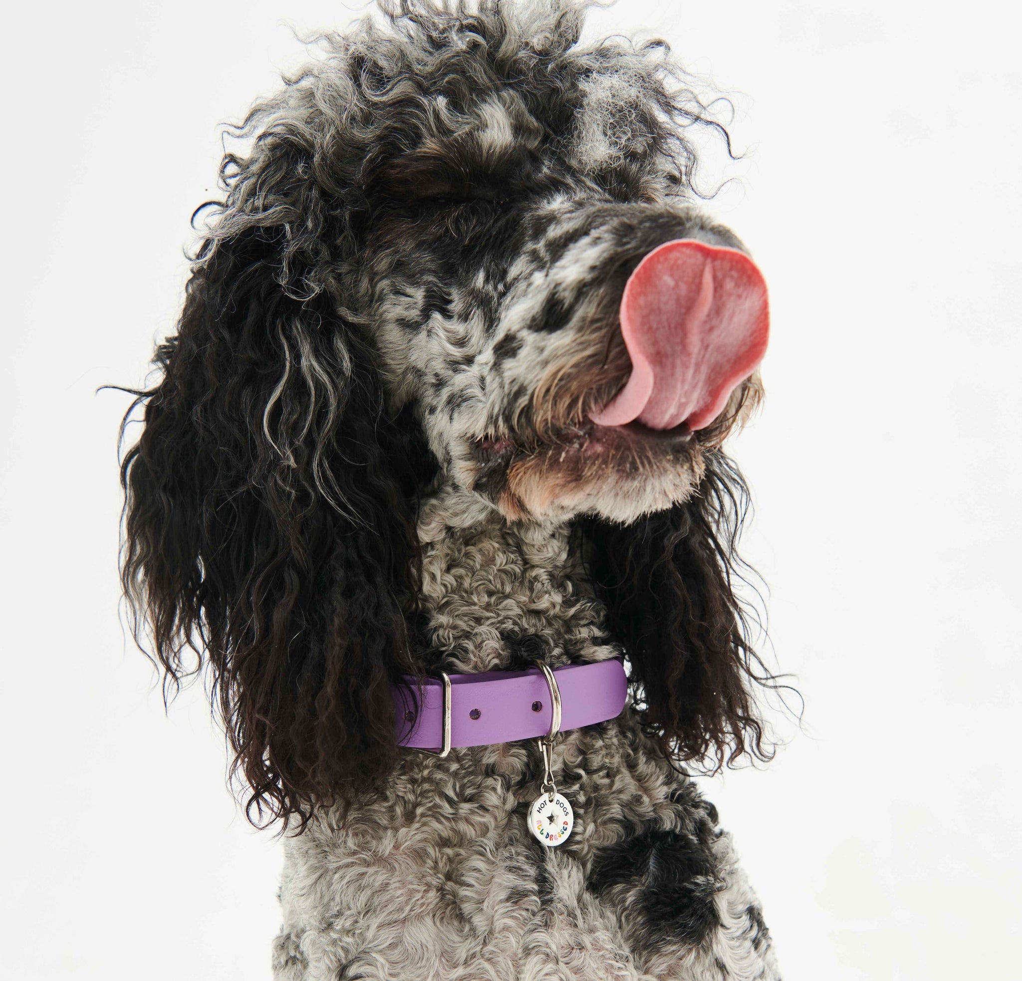 High-Quality Dog Collar & Accessories